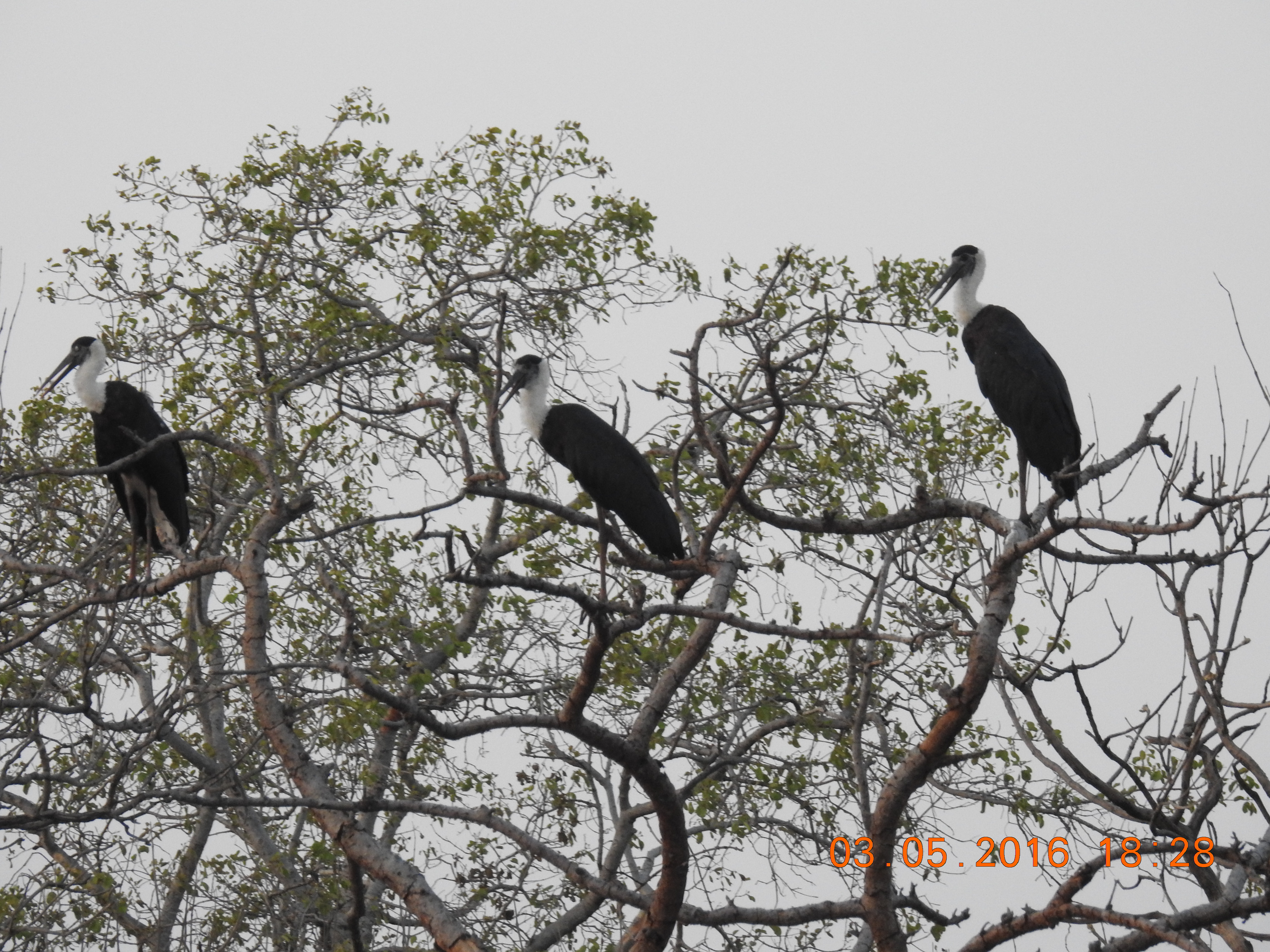 Tipeshwar Bird Sanctuary