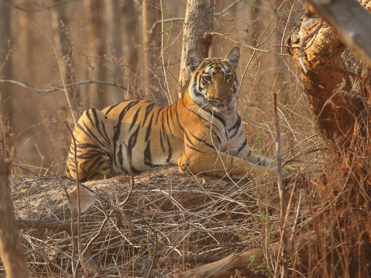 Tipeshwar Wildlife Photos | Gallery of Tipeshwar Wildlife | Bird Sanctuary Tipeshwar Wildlife Photos | Gallery of Tipeshwar Wildlife | Bird Sanctuary