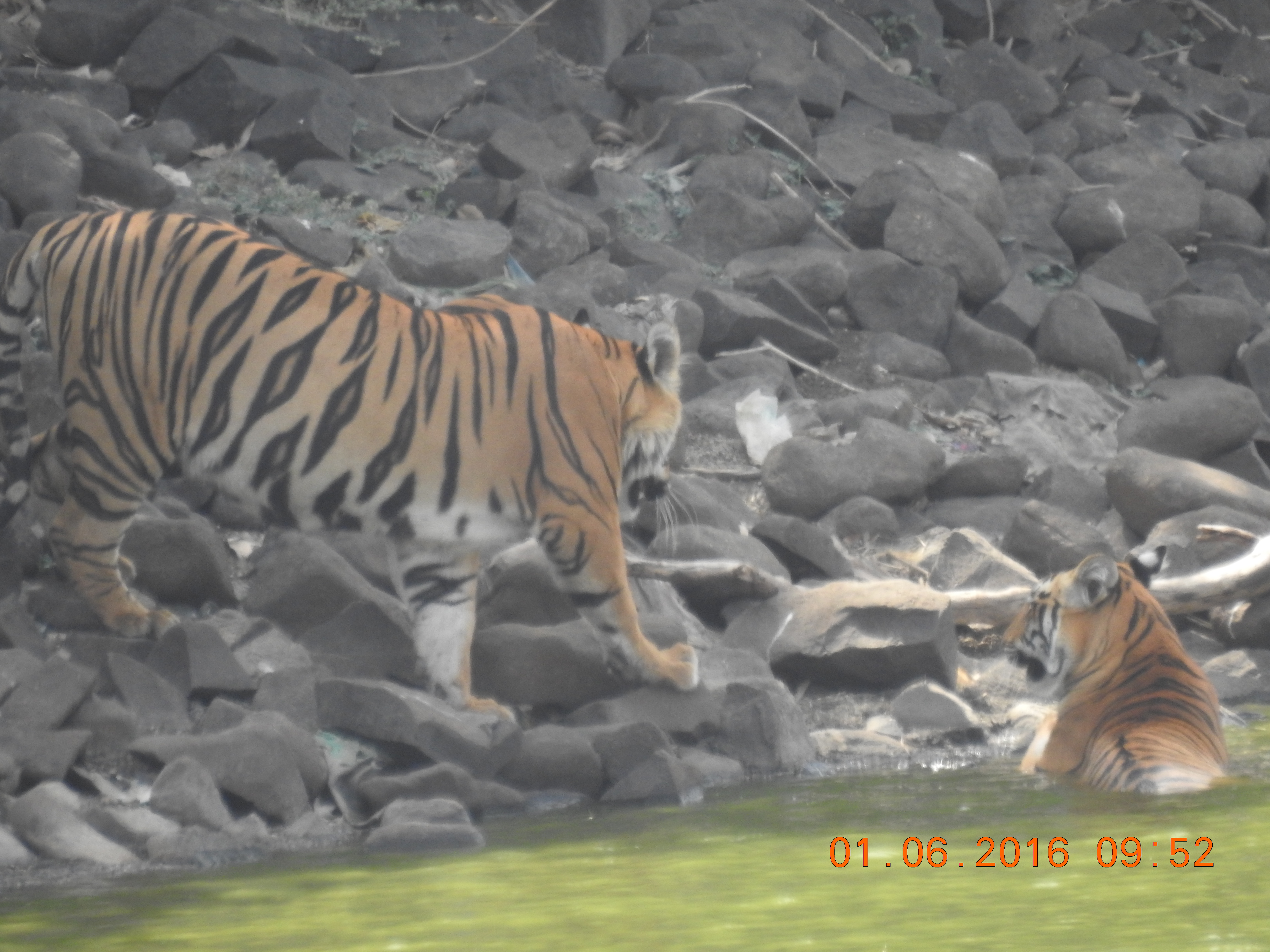 Tiger Reserve Photo Gallery 