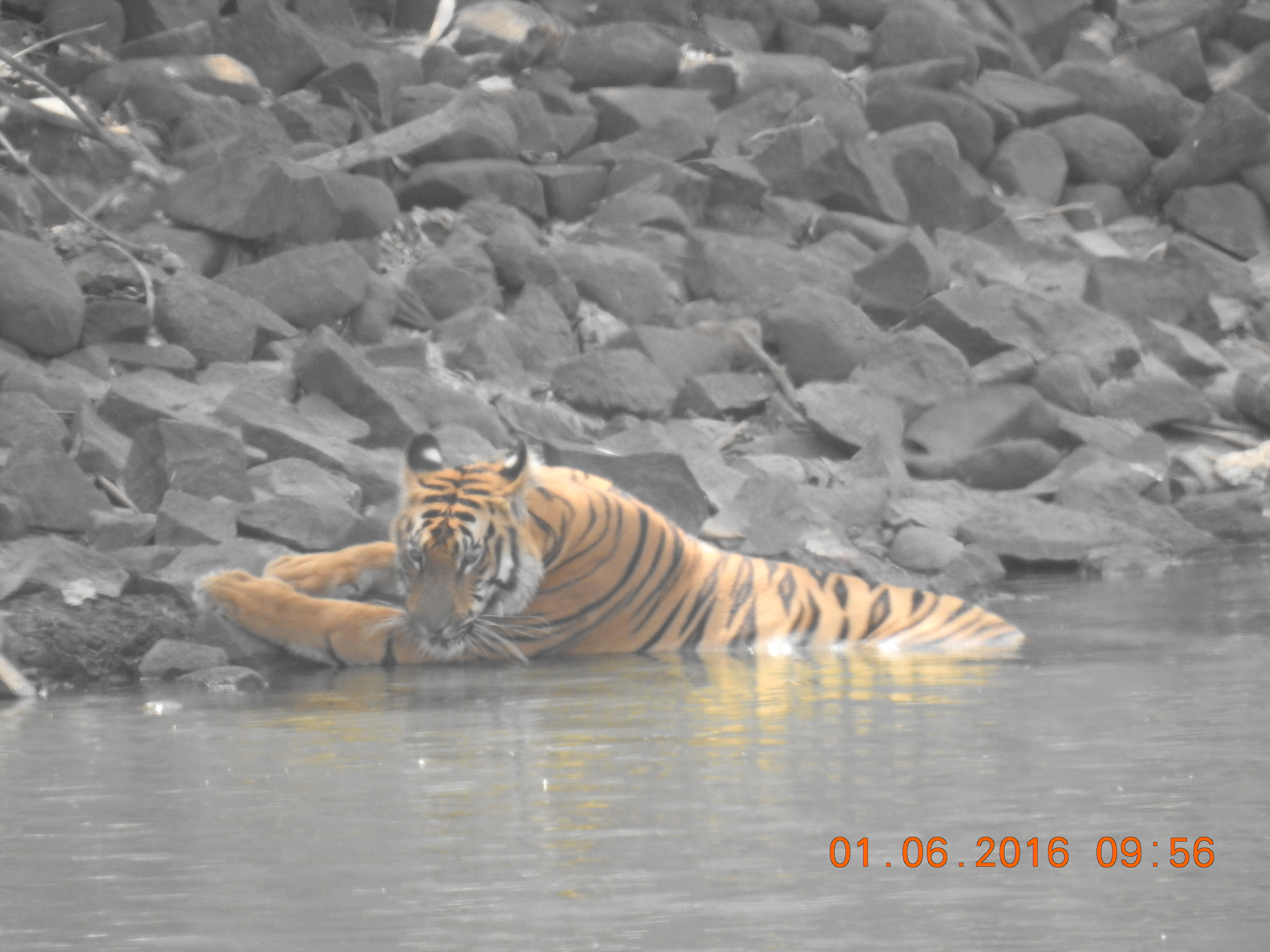 Tipeshwar Wildlife Sanctuary gallery
